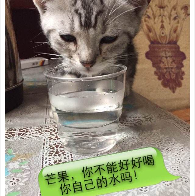一比一仿阿卡迪亚大学成绩单